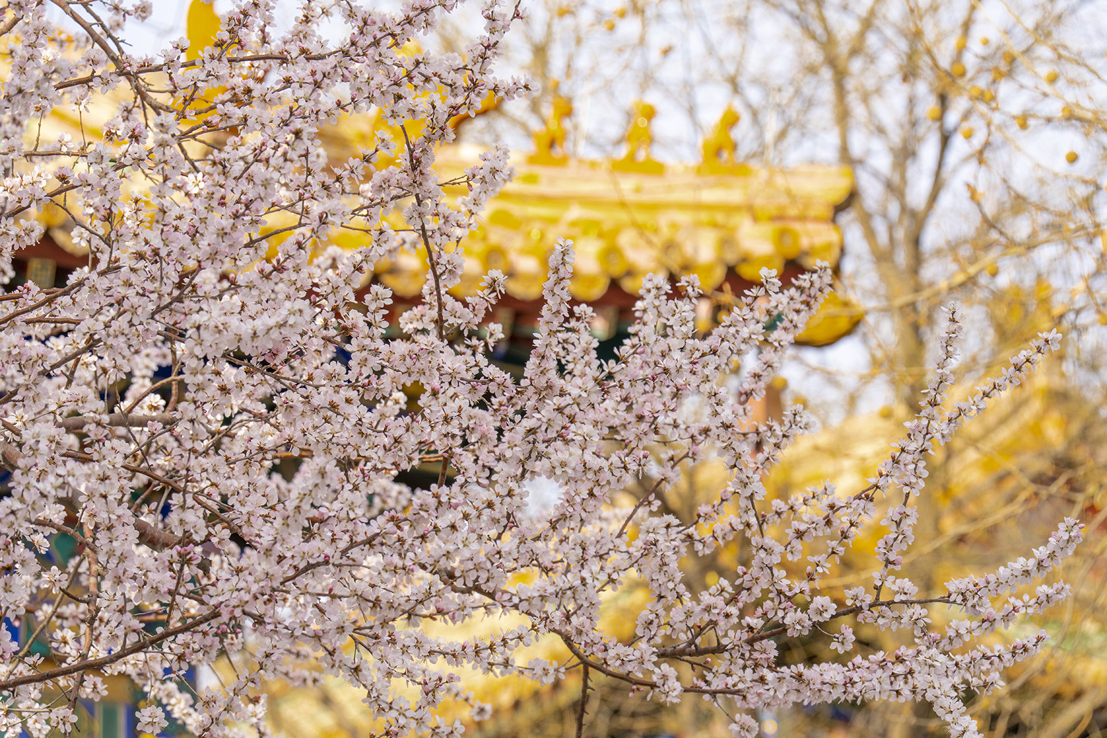 Beijing's Peach Tree